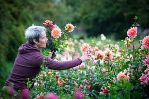 Dahlia picking at G&G