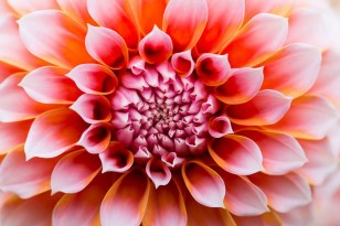 Dahlia close up