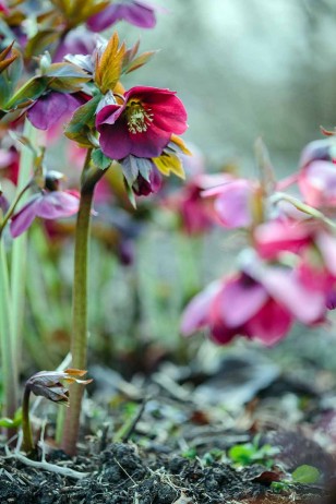 hellebore at G&G