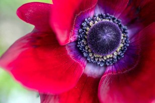 Close up red anemone