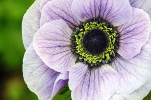Lilac anemone