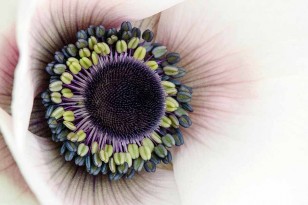 Close up of anemone