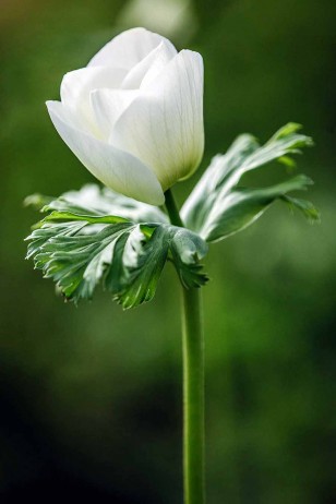 white anemone