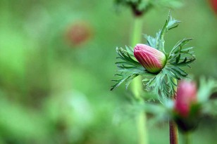 Anemone ripe for cutting