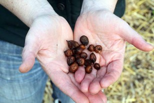 anemone corms
