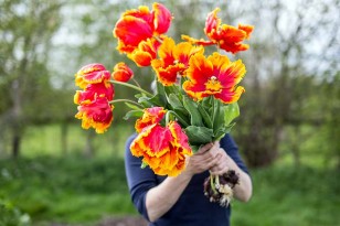 Parrot tulips