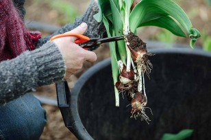 Harvesting tulips