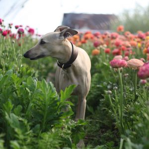 whippet amongst spring bulbs