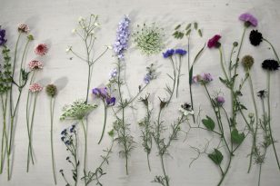 Grow Something From Seed