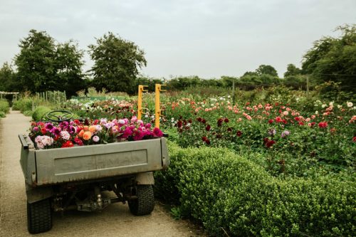 Dahlia picking for courses and farm gate sales