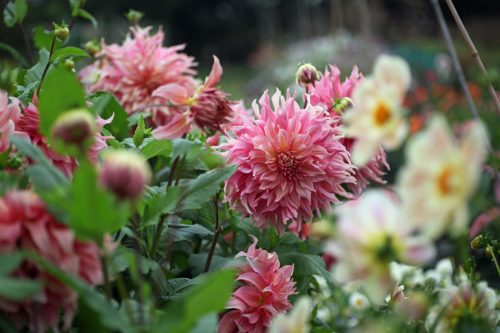 Garden to Vase - Dahlias - Image 16