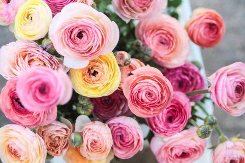 Ranunculus 'Pastel mix' (20)