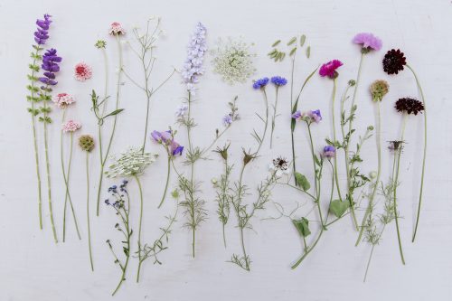 Flower Farming Masterclass - Summer - Image 5