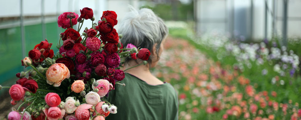 Growing Ranunculus