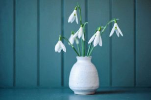 Snowdrops in a vase