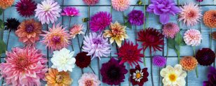 Dahlias grown in Oxfordshire at G&G