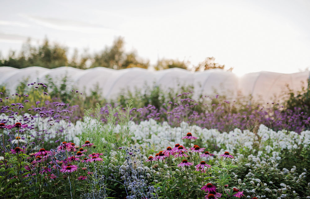 Grow Your Own Cut Flowers - Green and Gorgeous Flowers