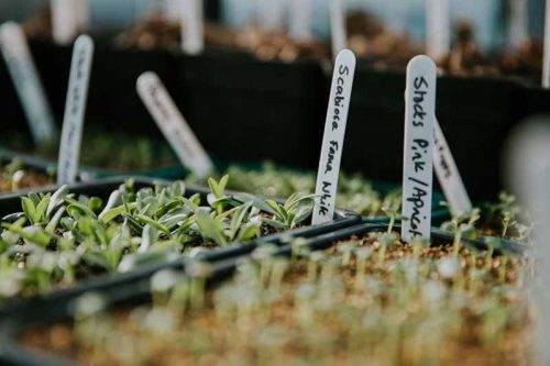 Flower Farming through the Seasons - Image 7