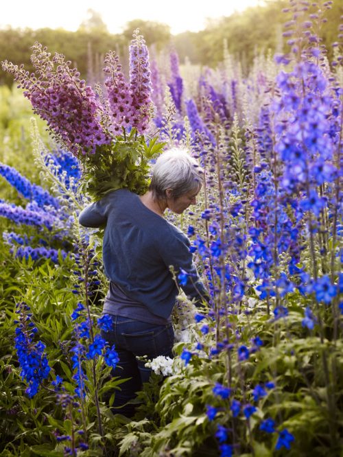 Delphinium picking