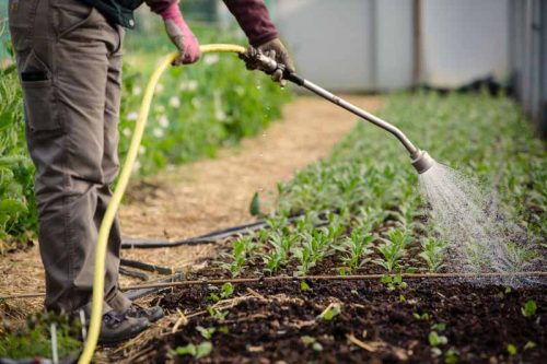 Watering with a lance