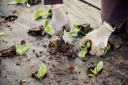 Flower Farming through the Seasons - Image 3