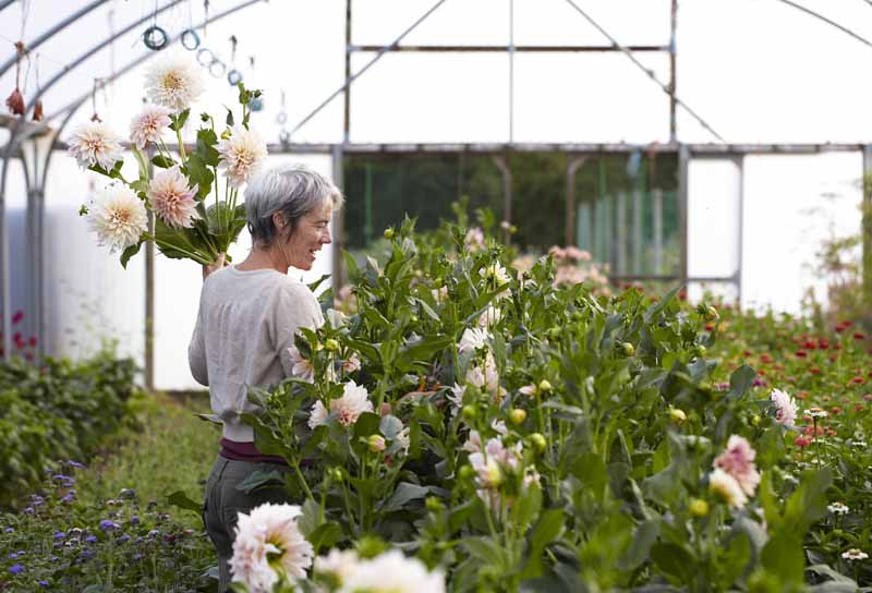 Picking Dahlias