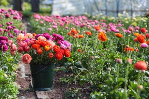 Bucket of Ranunculus