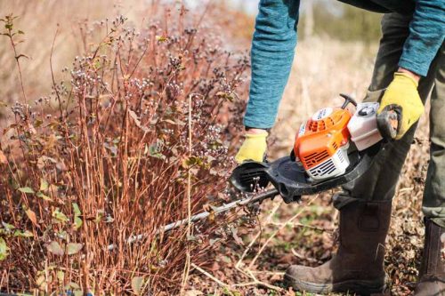 Using a hedge trimmer to cut back perennials