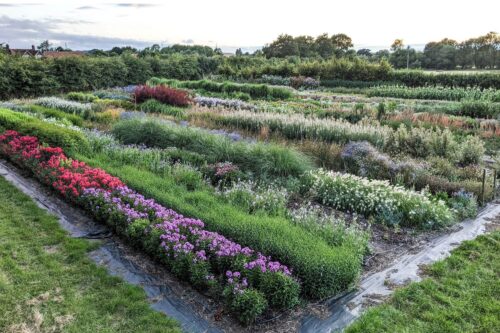 Flower Farming through the Seasons