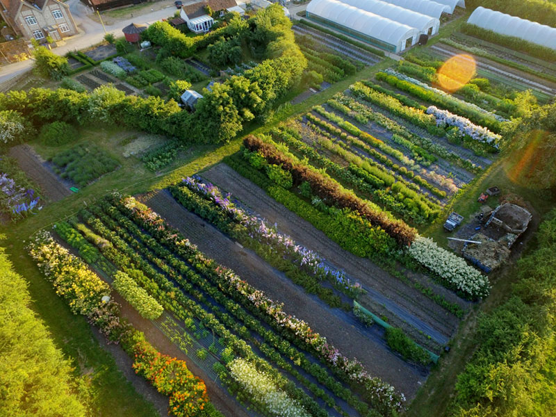 A series of practical on-farm workshops looking at how to grow, harvest and sell quality cut flowers.