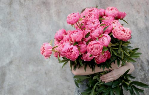 Peonies grown in Oxfordshire