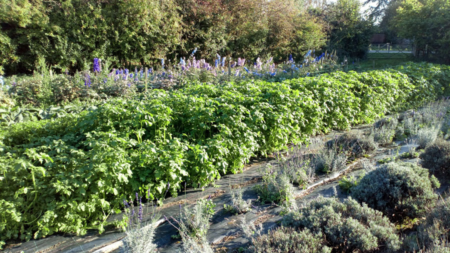 mustard as a cover crop and soil improver