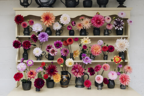 Garden to Vase - Dahlias