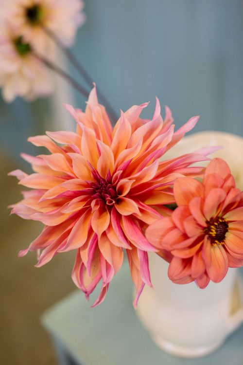 Dahlia in cup