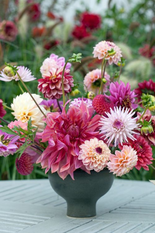 Garden to Vase - Dahlias - Image 2