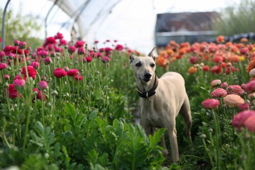 Garden to Vase - Ranunculus - Image 11