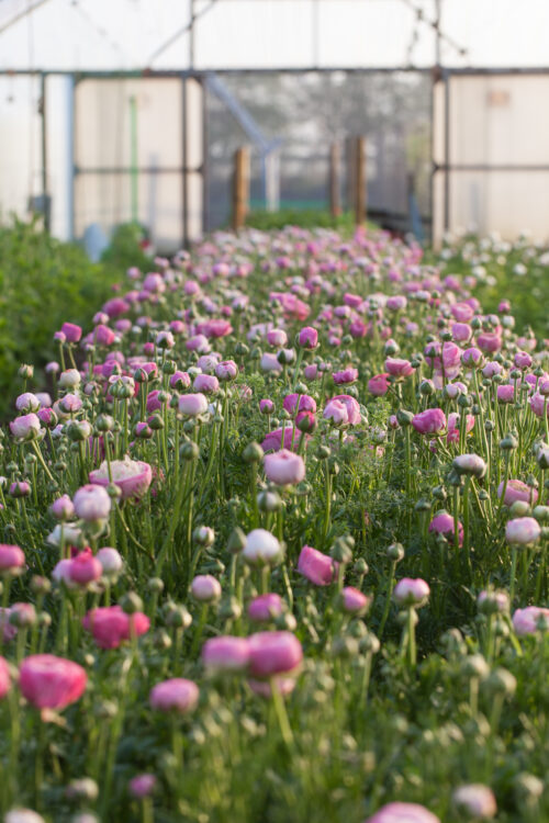 Garden to Vase - Ranunculus - Image 2
