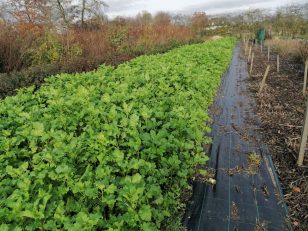 Mustard as a cover crop overwinter