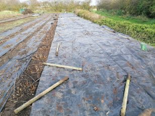 Covering fallow ground overwinter on a flower farm