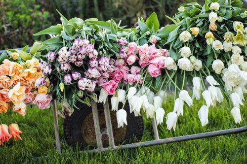 Tulips being harvested by Oxfordshire florist