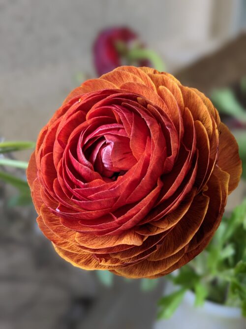 Garden to Vase - Ranunculus - Image 10