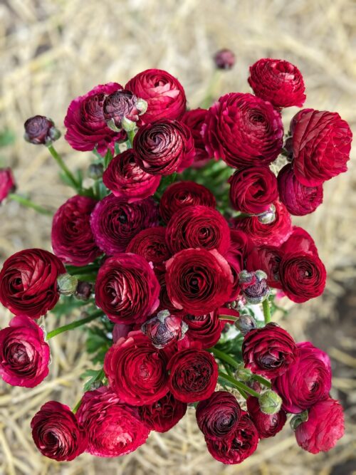 Garden to Vase - Ranunculus - Image 17