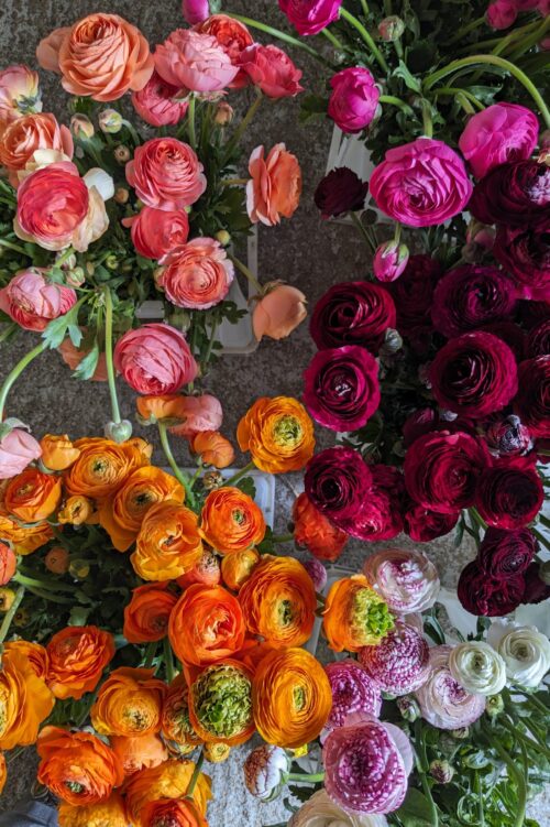Ranunculus mixed