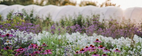 Growing Perennials and Woody Plants for Cutting - Image 6