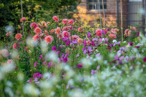 Garden and Flower Photography with Clive Nichols