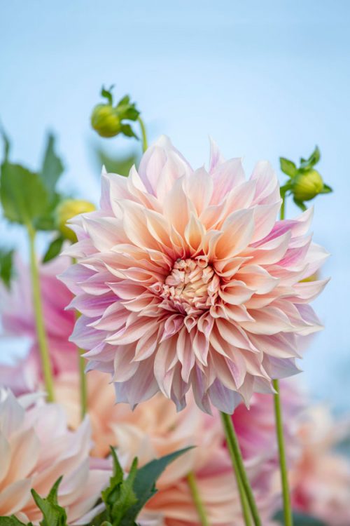 Garden to Vase - Dahlias - Image 20