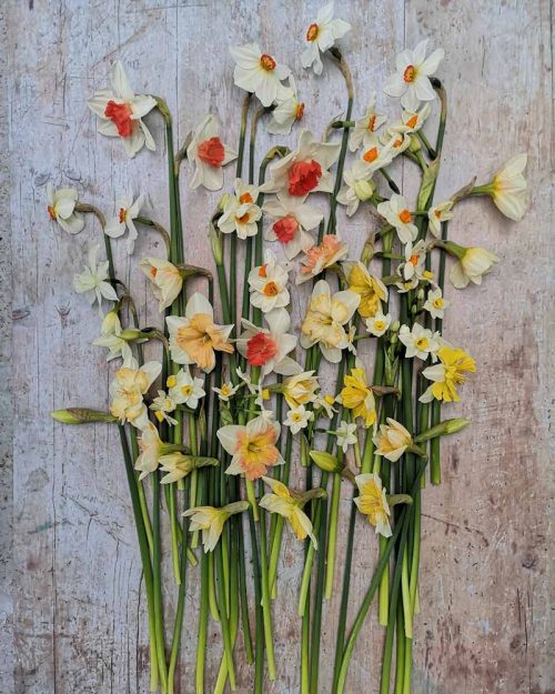 Narcissi grown by farmer florist Rachel Siegfried