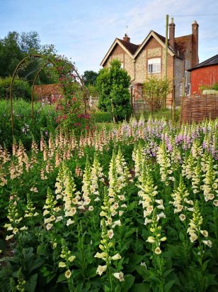 Foxgloves in the Learning Garden at Green and Gorgeous