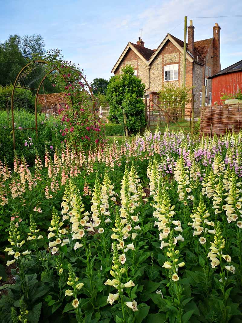 Foxgloves in the Learning Garden at Green and Gorgeous