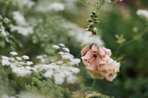 Inspiring Flower Photography with Éva Németh